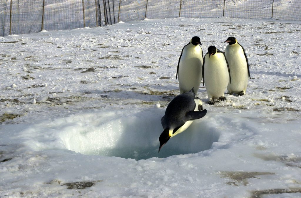Three emperor penguins watch as another dives into a hole in the sea ice at Penguin Ranch.